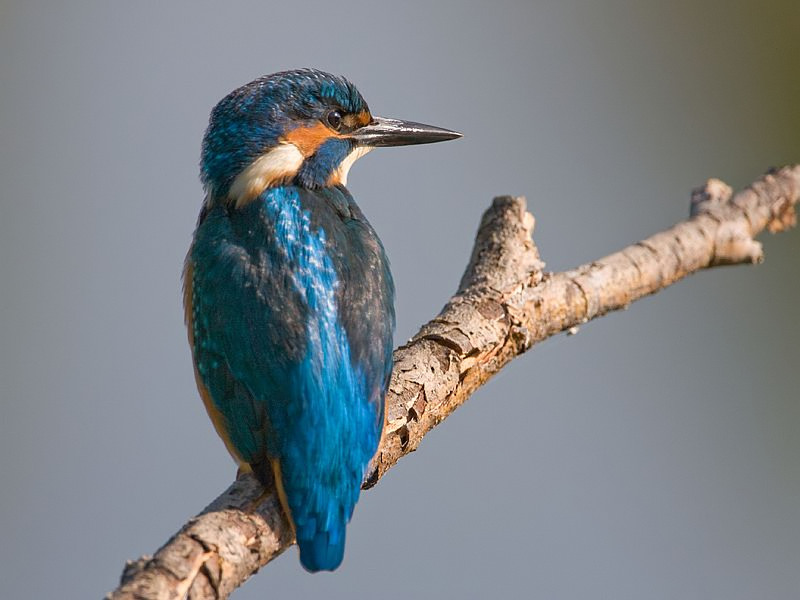 Alcedo atthis Common Kingfisher IJsvogel